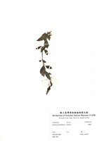 藏品(長壽花)的圖片